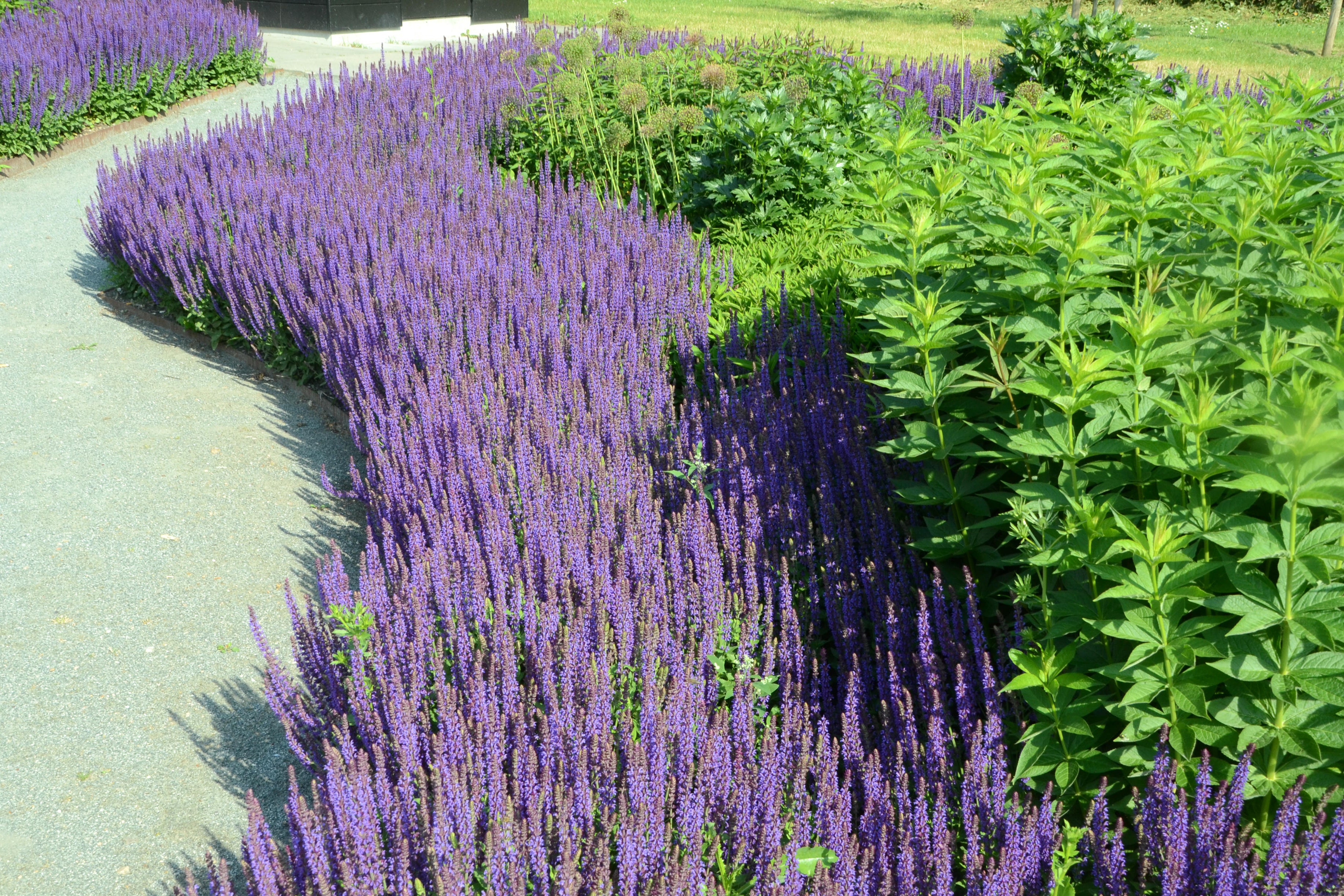 ‘Salvias are also a definite plant for the future. They like the heat, coming from a Central American region.’ (Alamy/PA)