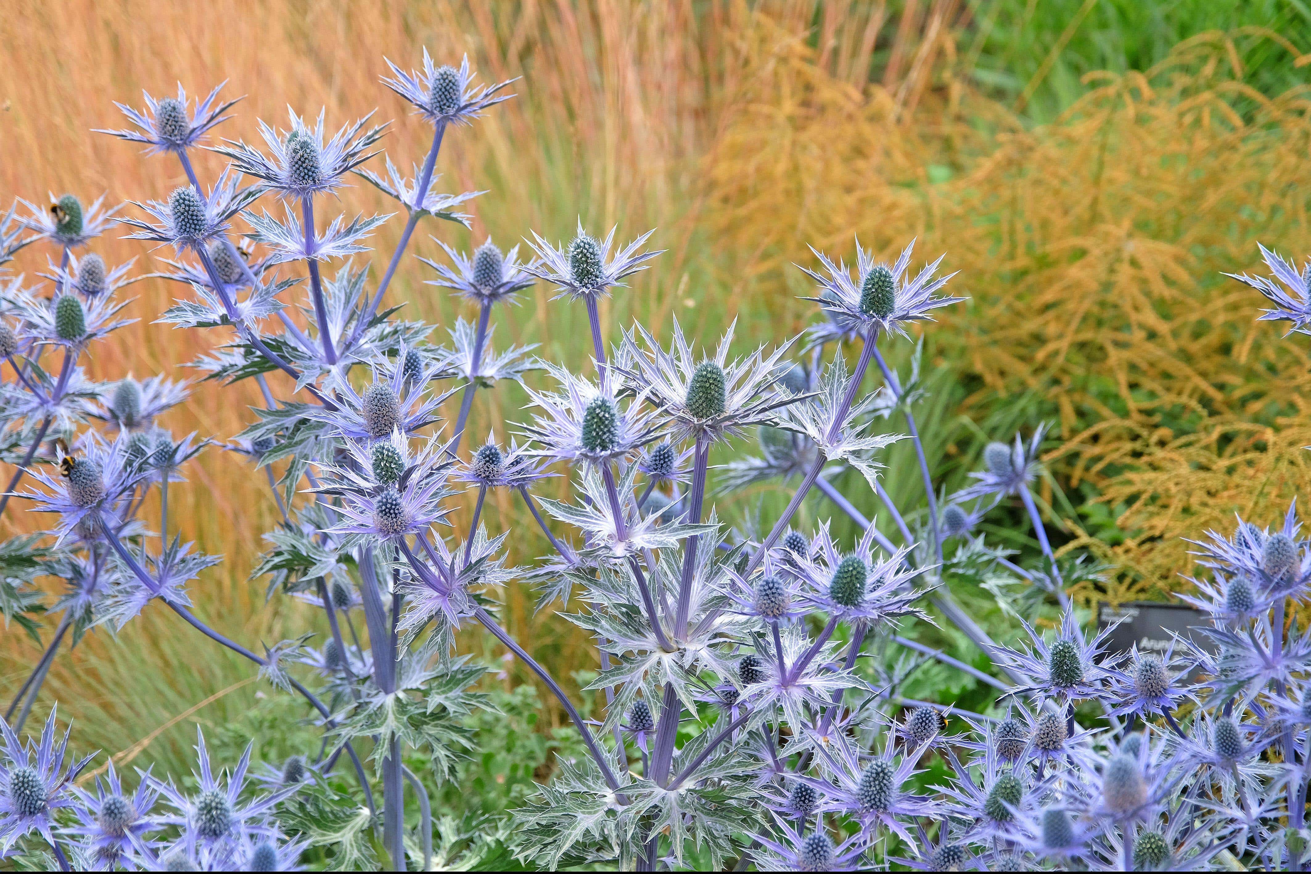 Plant swap: Which thirstier plants could be replaced with drought-lovers in future?