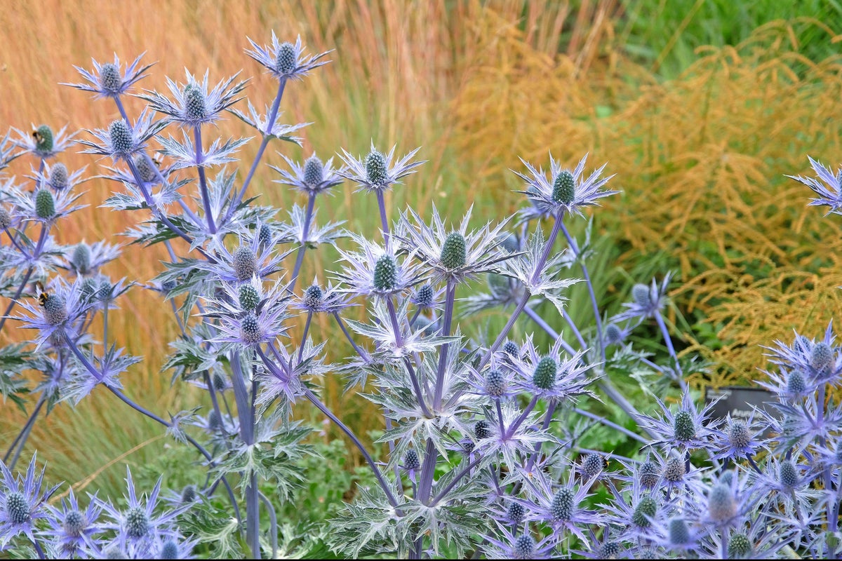 Plant swap: Which thirstier plants could be replaced with drought-lovers in future? Plant swap: Which thirstier plants could be replaced with drought-lovers in future?