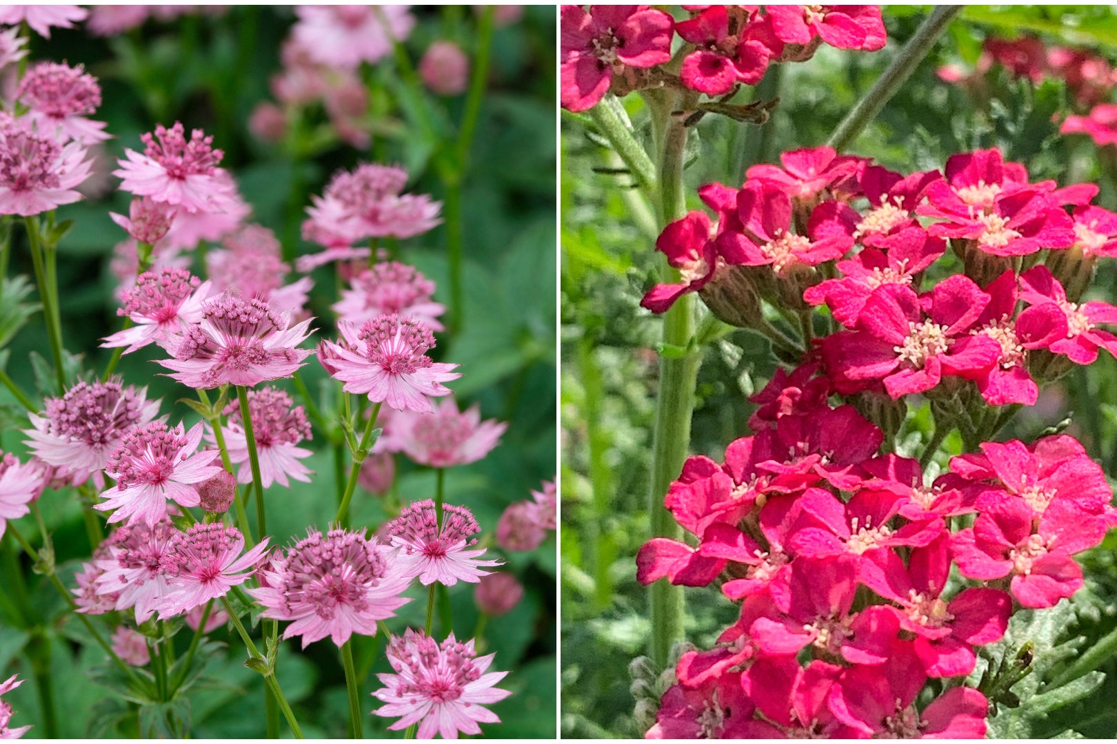 Swap astrantias (left) for achillea (Alamy/PA) (Alamy/PA)