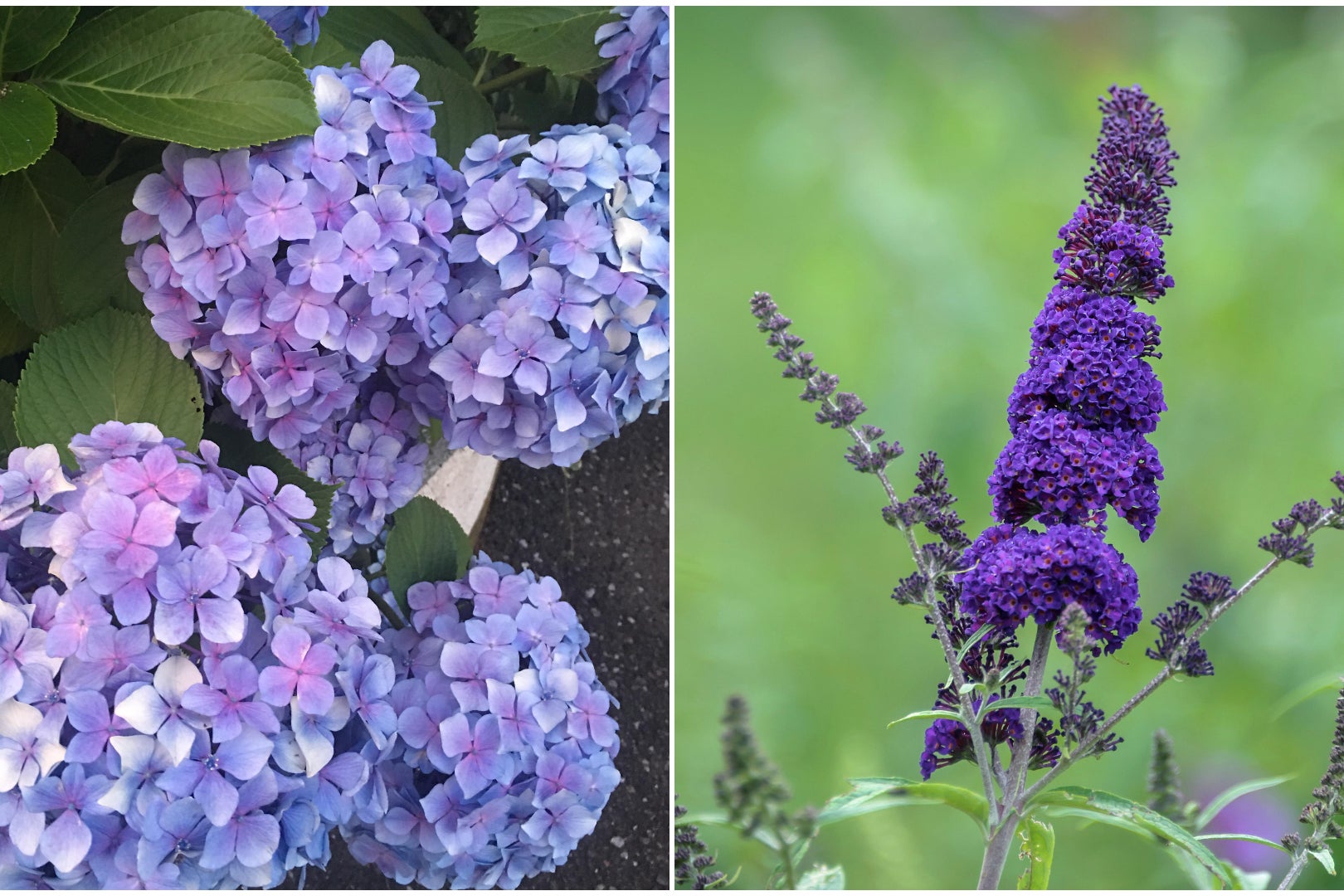 Hydrangeas (left) could be swapped with buddleia (Alamy/PA)