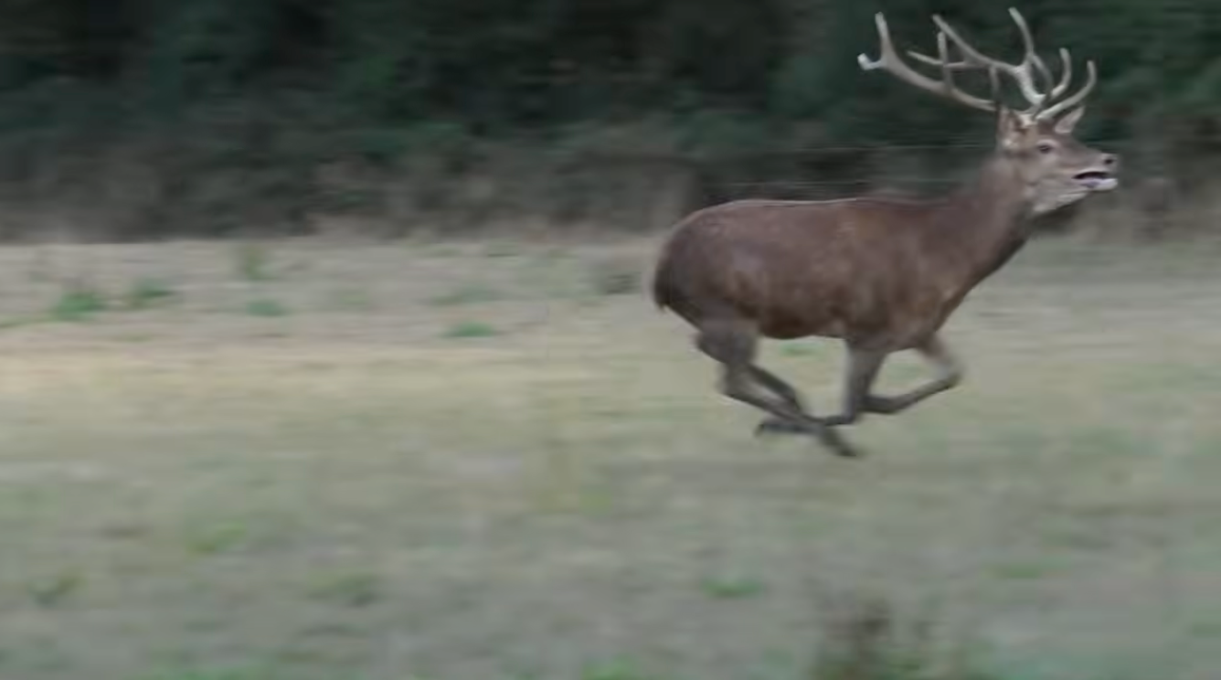 Police investigate footage of stag fleeing hunters in Somerset