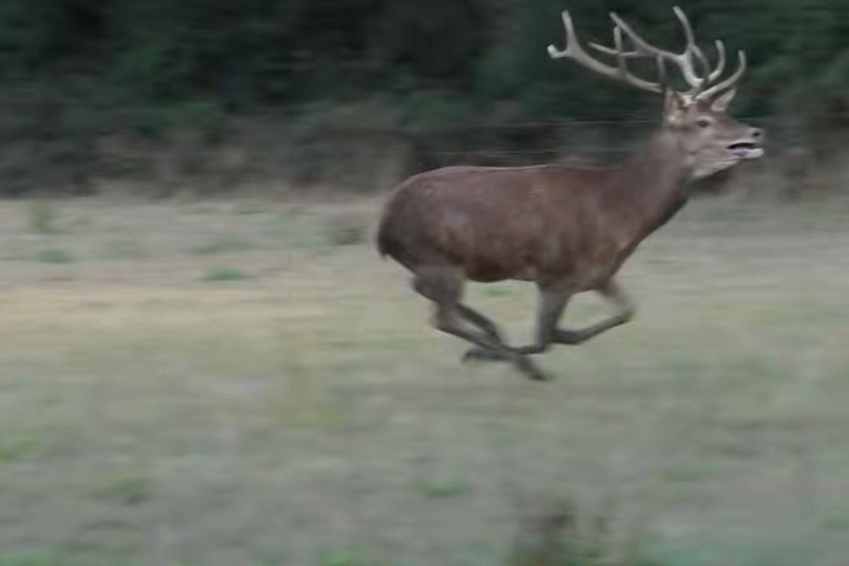 Police investigate footage of stag fleeing hunters in Somerset