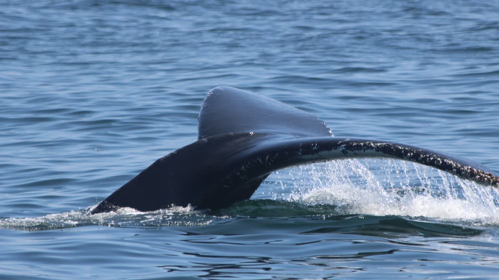 Humpback whale fluking dive