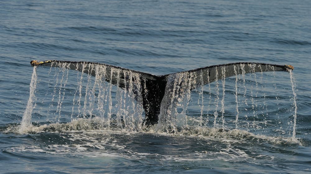 Tour Guides Document New Whale Behavior at Great Barrier Reef