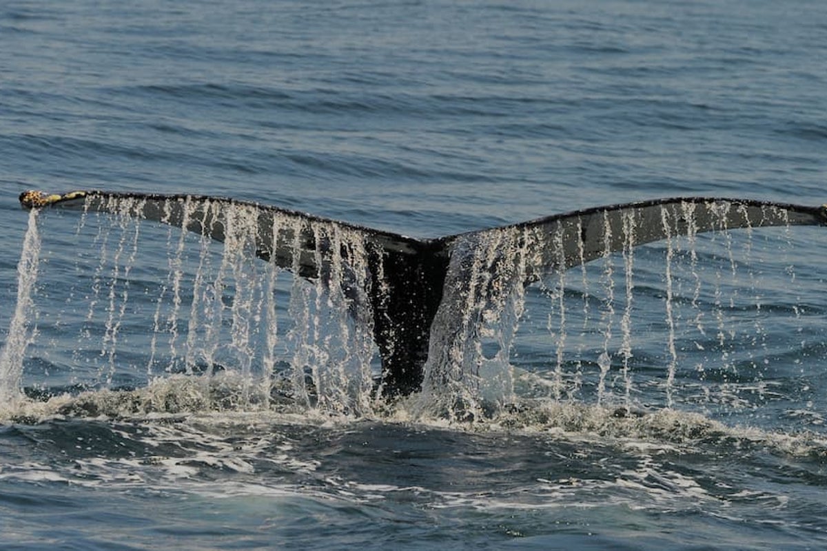 Tour guides make remarkable discovery about Great Barrier Reef whales: ‘Not even scientists knew what it meant’
