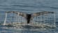 Tour guides make remarkable discovery about Great Barrier Reef whales: ‘Not even scientists knew what it meant’