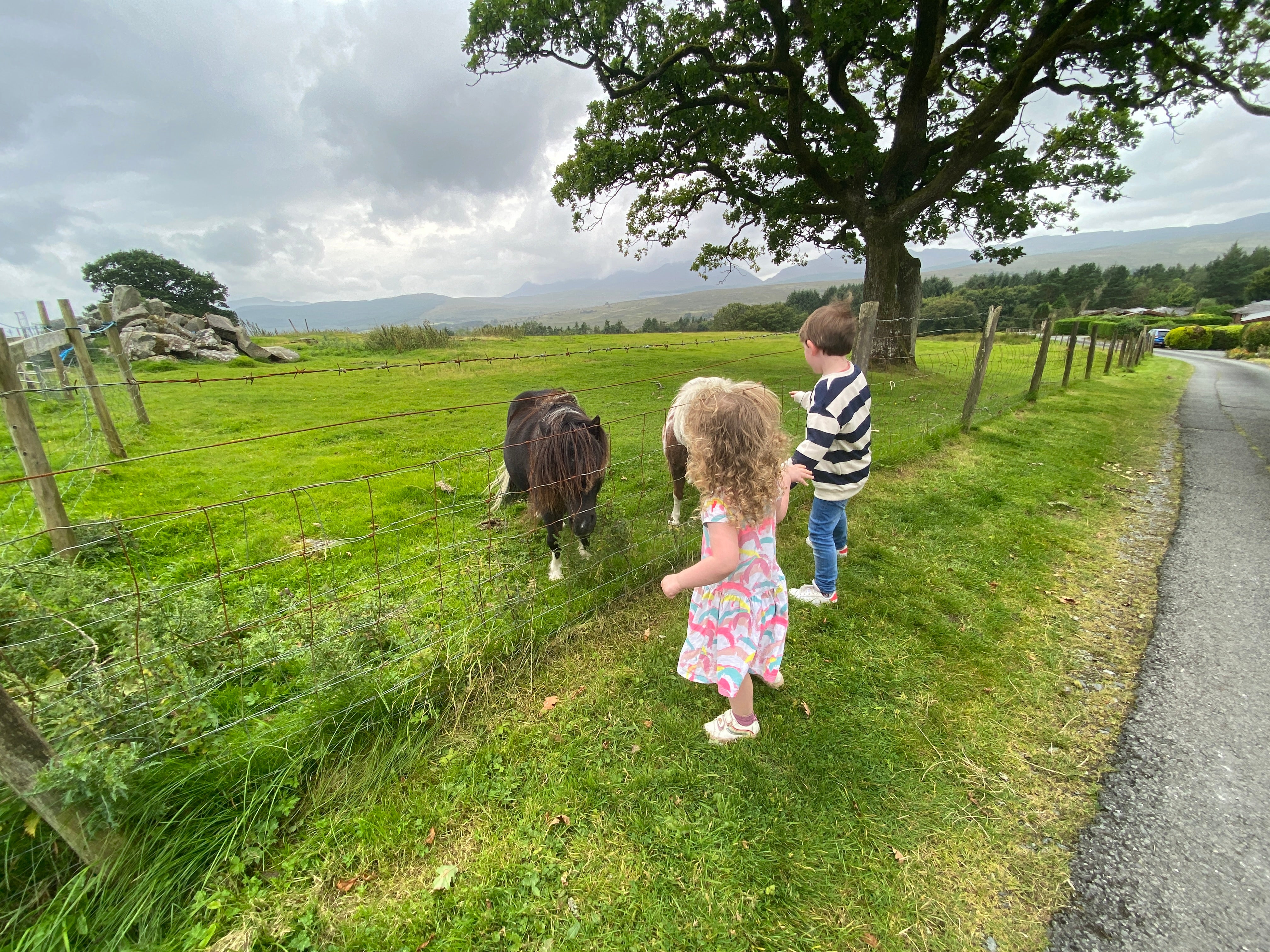 Writer Nick Willis' children stop to say hello to ponies in Bronaber
