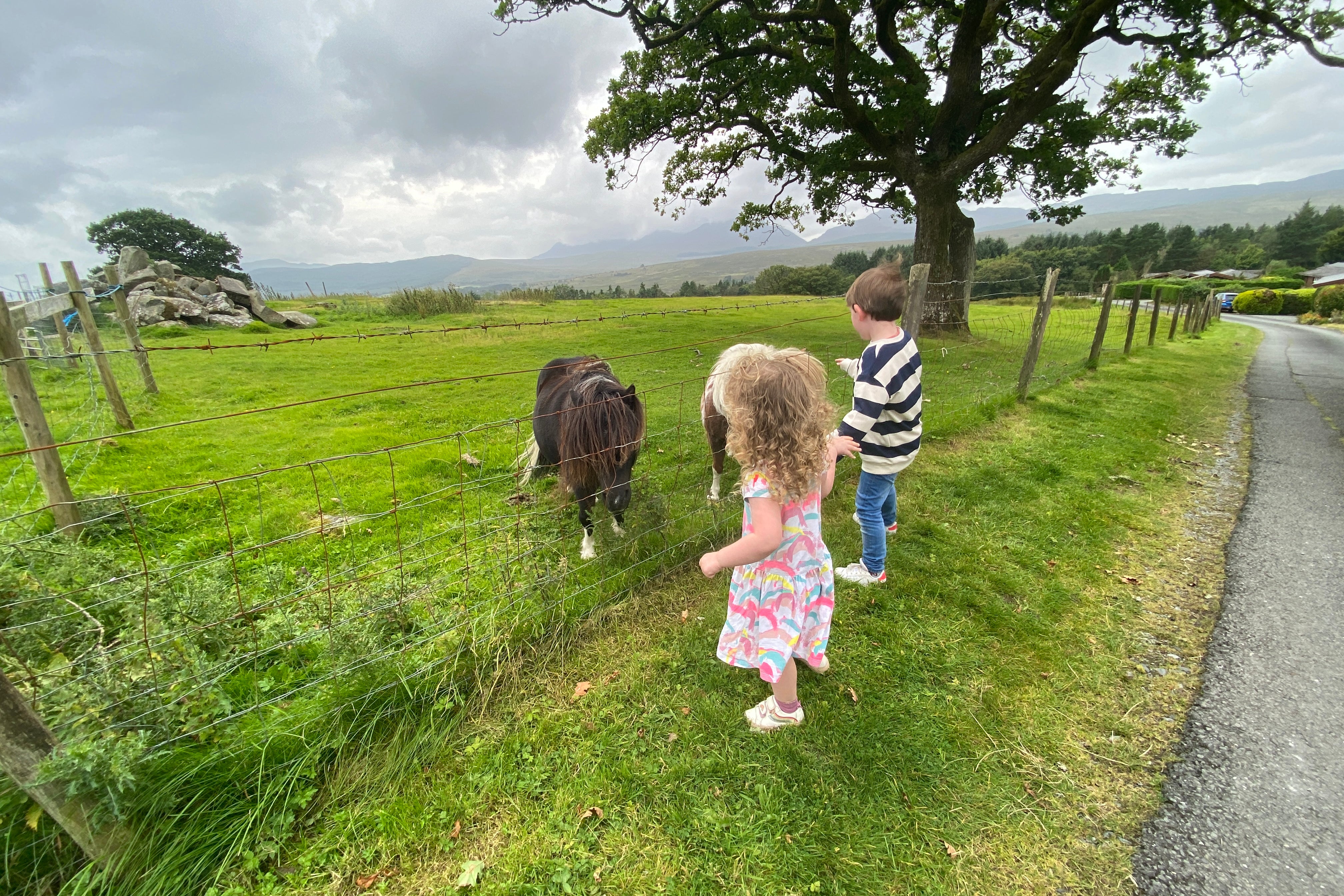 Writer Nick Willis' children stop to say hello to ponies in Bronaber (Nick Willis)