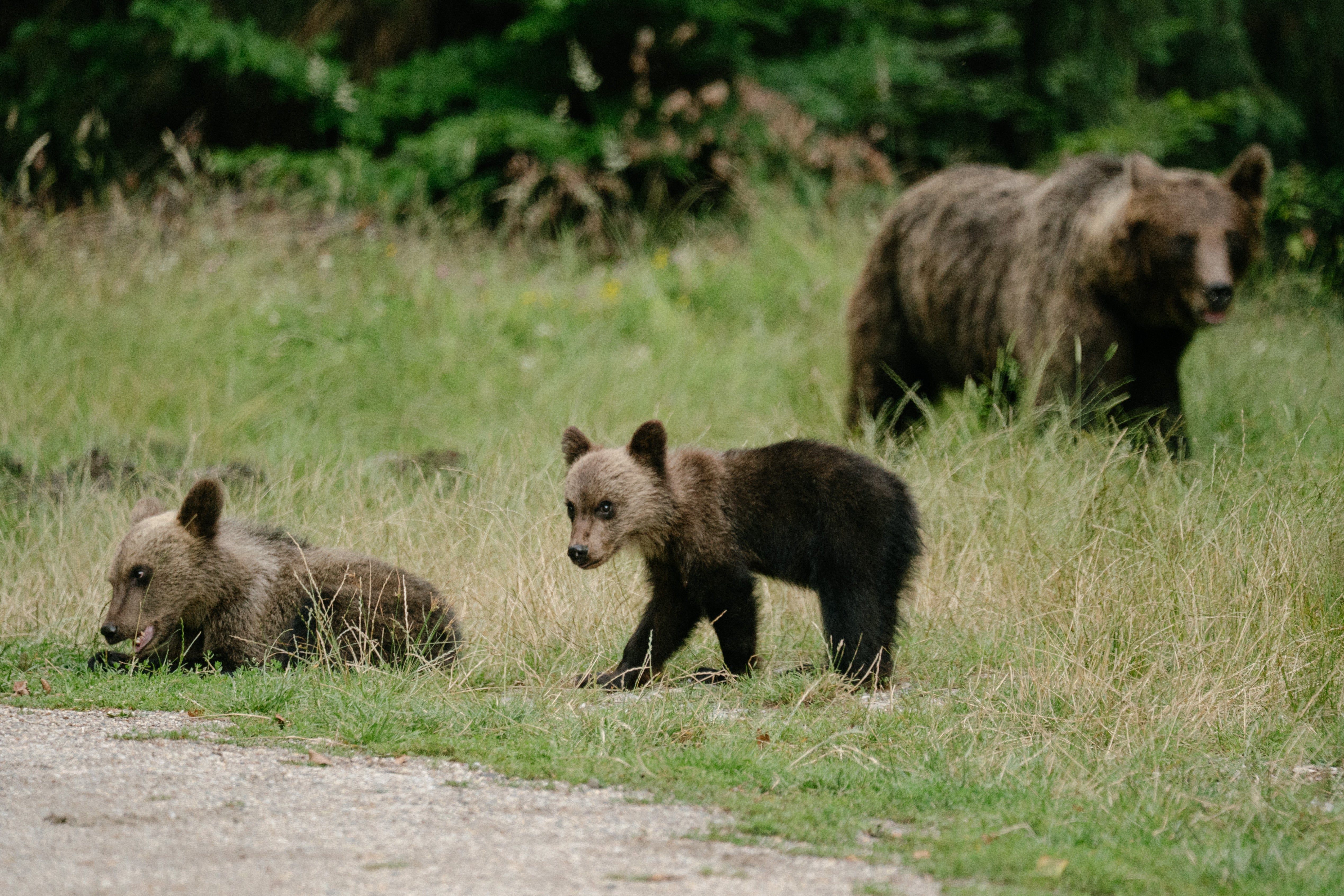 A few bear-trouble stories are heartwarming, like orphaned cubs successfully released into the wild after time in a rescue facility, where they learned to live on their own without raiding (Getty)