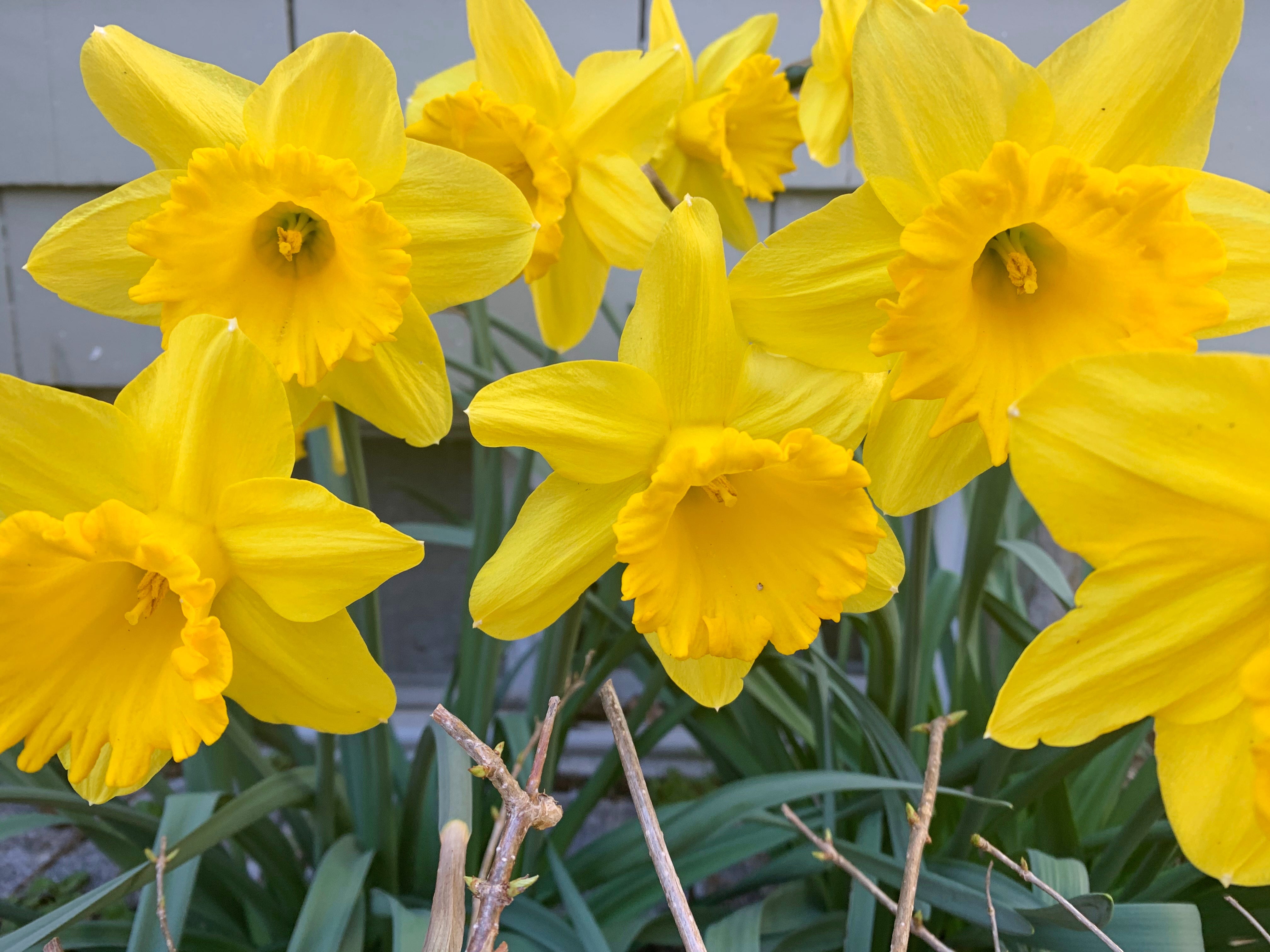 Critter-resistant daffodils in bloom on Long Island, N.Y. (Jessica Damiano via AP)