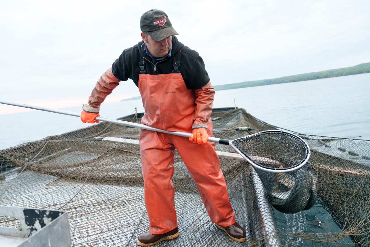 Michigan Officials Launch New Strategy to Protect Great Lakes Whitefish