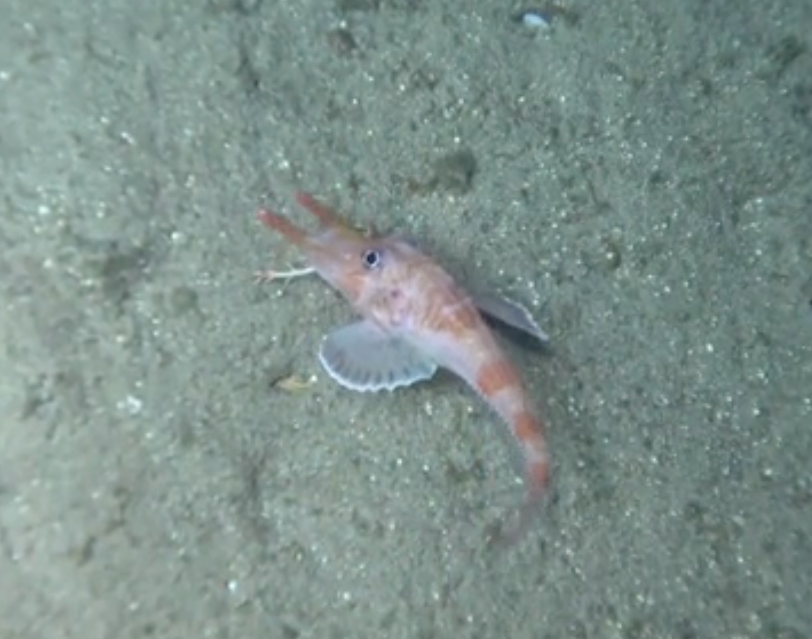 Armored searobin in the South China Sea
