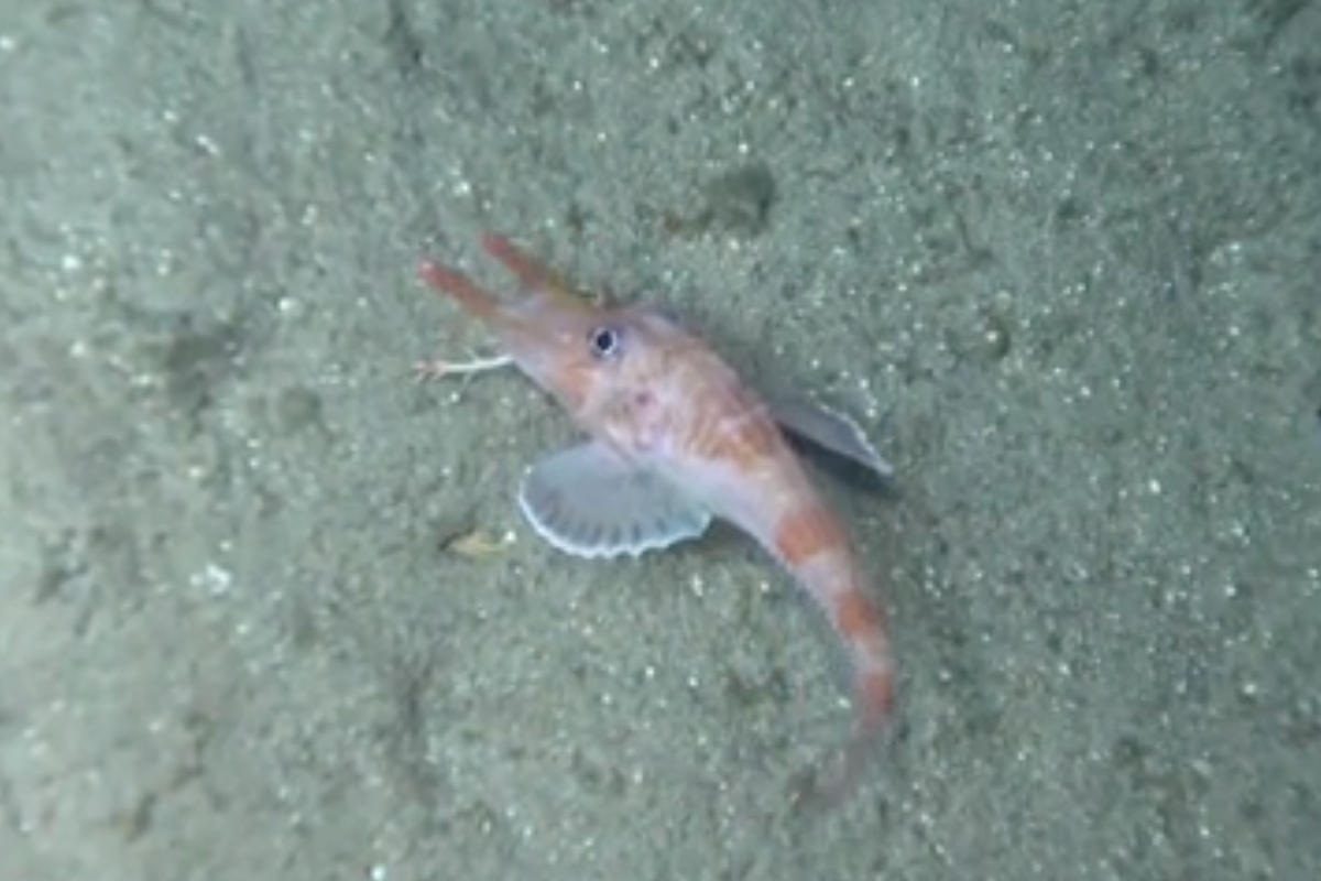 Researchers Observe Deep-Sea Fish Moving Sideways and Backwards