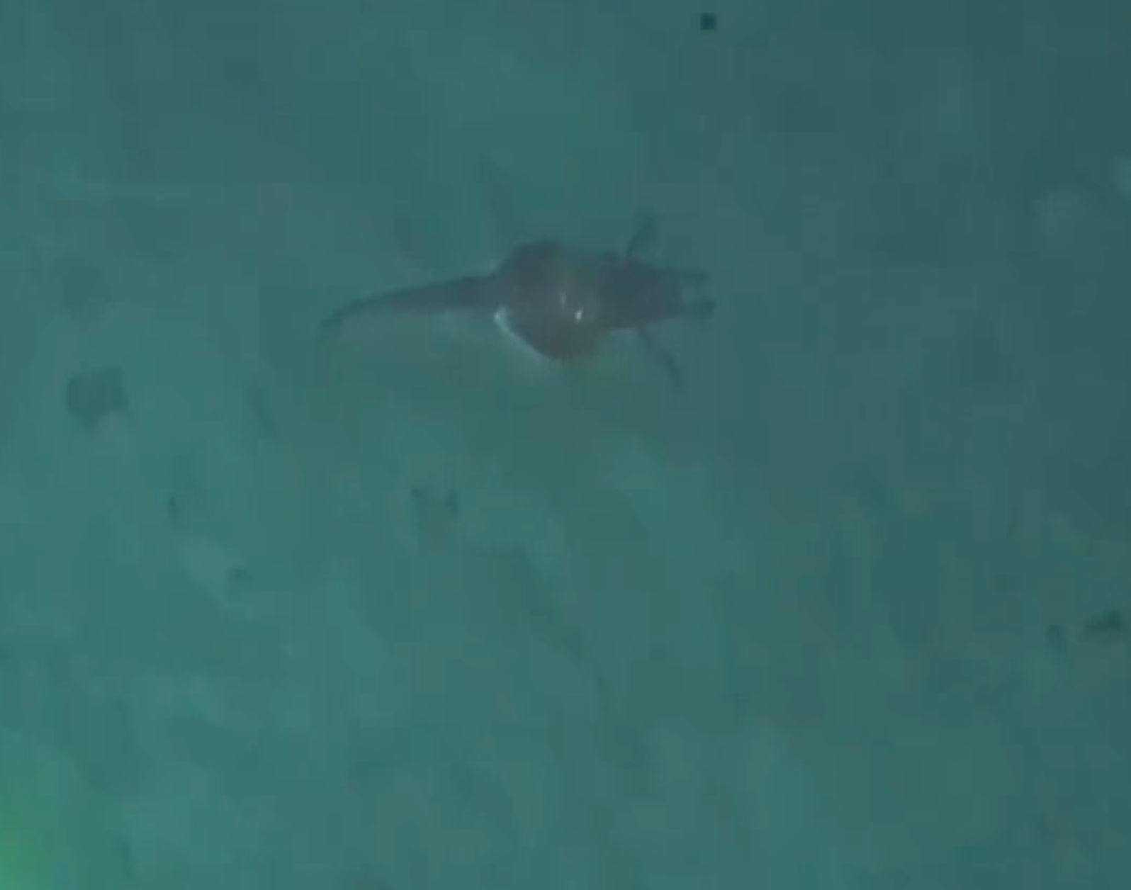 Armoured searobin in the South China Sea