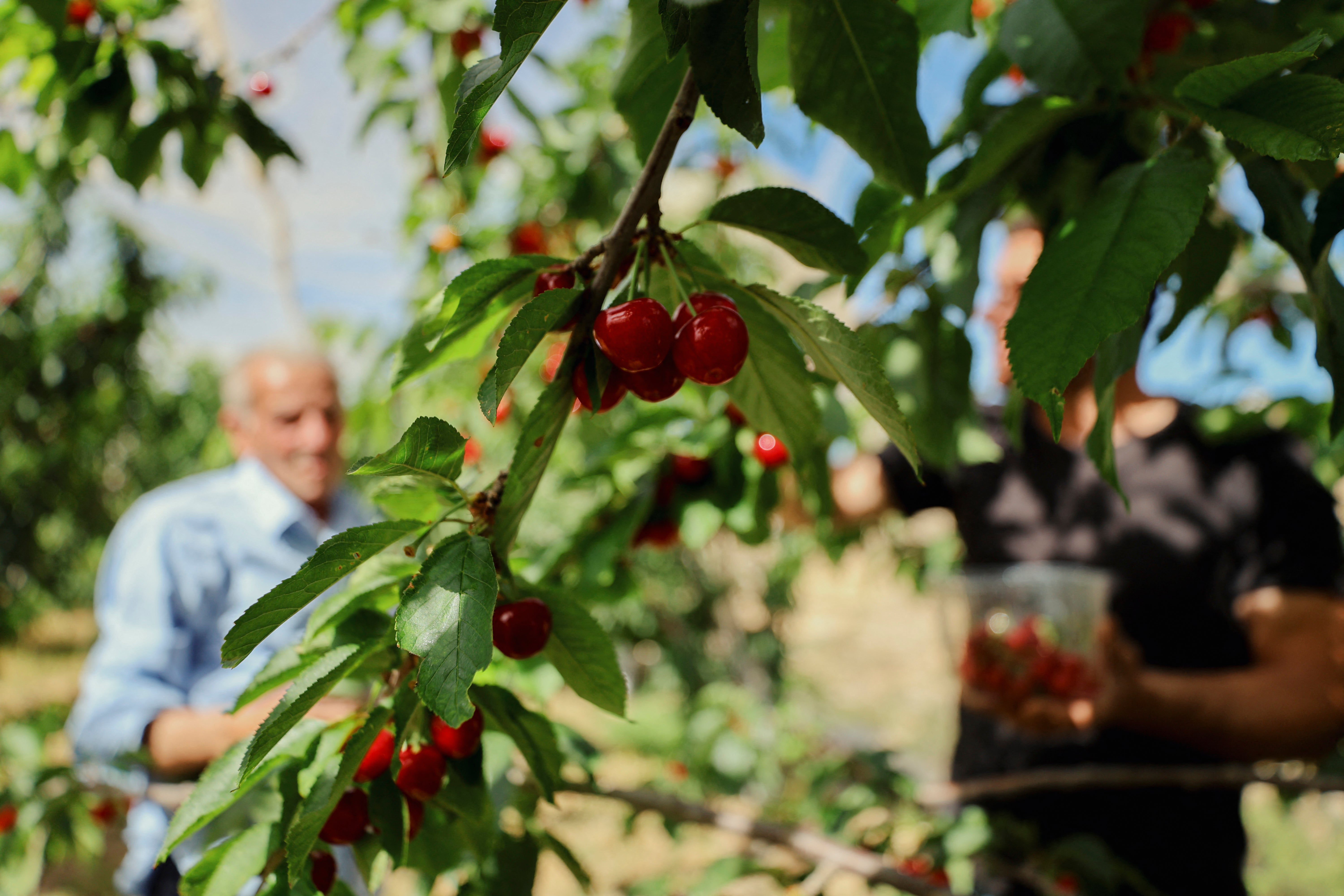 Fruit and vegetables are the main export from the occupied West Bank to the UK (AFP/Getty)