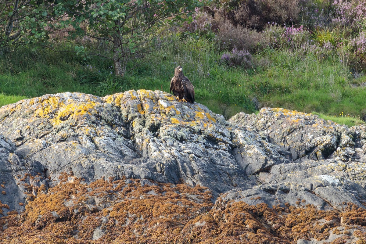 Eagles fledge after rangers shut Highlands car park to protect them