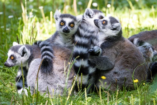 Bangladesh want Interpol’s help to repatriate two rare stolen lemurs
