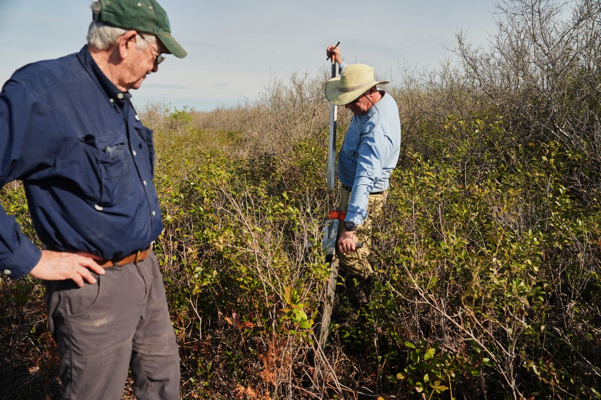 In North Carolina, a race is on to restore critical peatland before it dries up or is destroyed In North Carolina, a race is on to restore critical peatland before it dries up or is destroyed