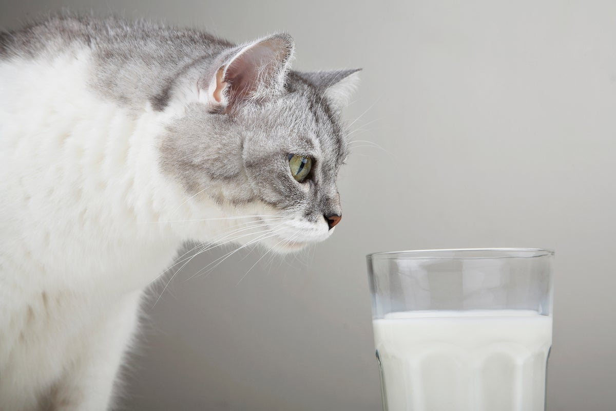 The real reason you should never give your cat milk The real reason you should never give your cat milk