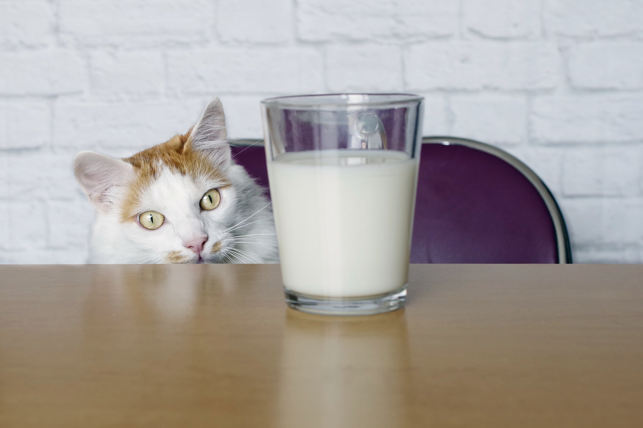 From these origins, cats and milk became further embedded in the collective zeitgeist through depictions of milk-loving cats in art, books, movies and cartoons
