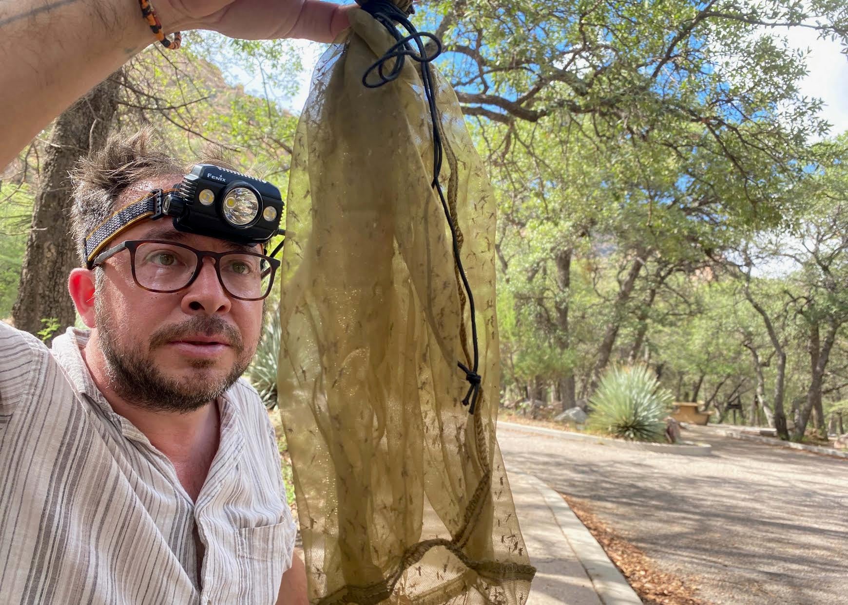 University of Florida scientist Dr. Lawrence Reeves inspects a bag of mosquitoes collected in the mountains of Arizona. Reeves and colleagues have found a new species of mosquito in the U.S.
