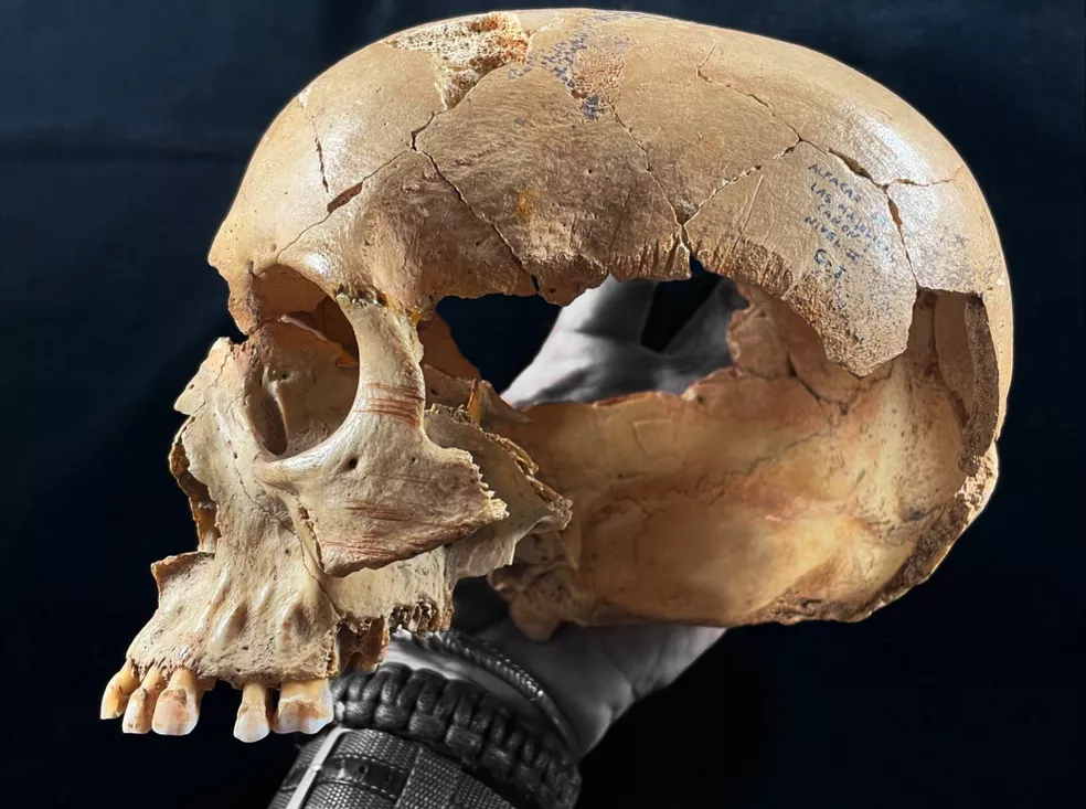 Adult skull from Majolicas Cave showing cut marks