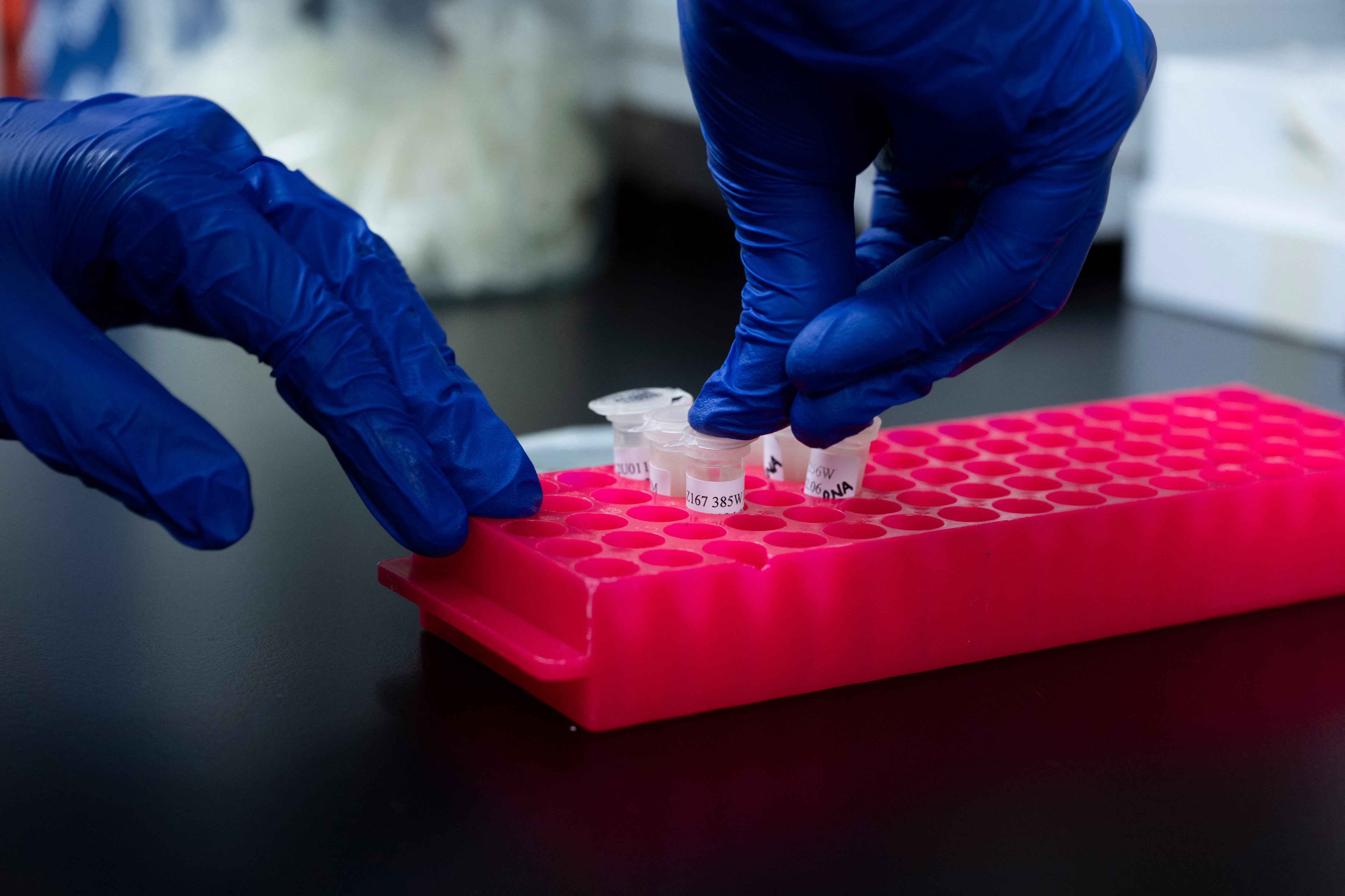 Gene editing study for treating sickle cell disease in rhesus monkey