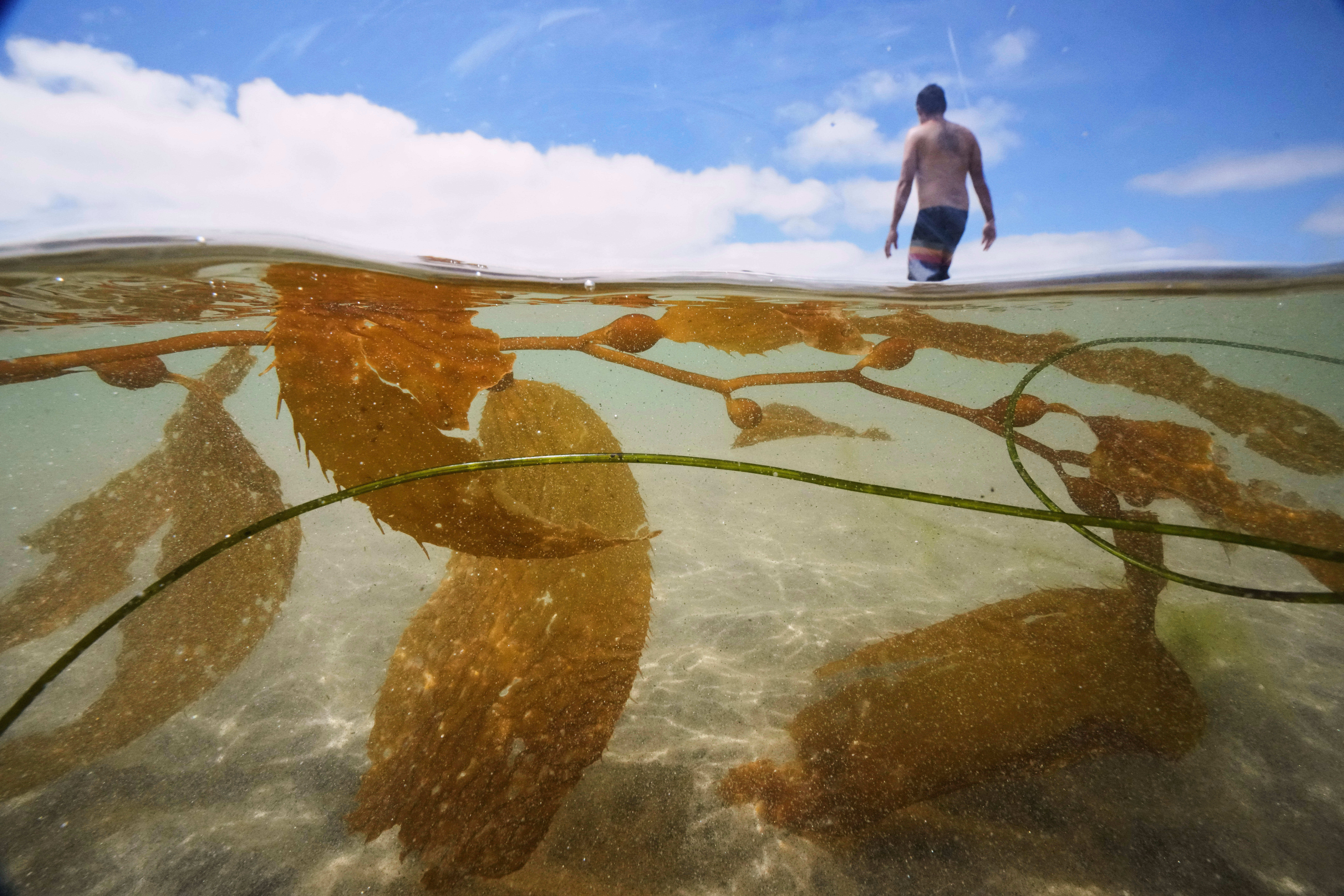 independent.co.uk - Amy Taxin - California officials allow plans for the country's biggest kelp farm to move forward