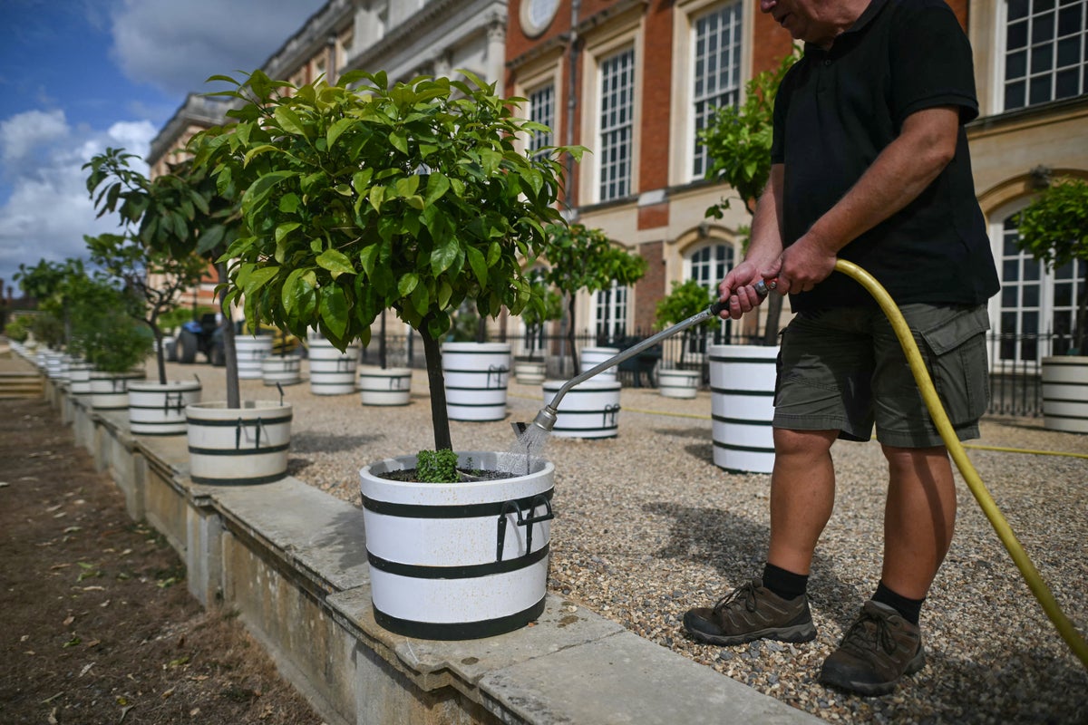 UK gardens expert guide to recovery after summer drought and heatwave