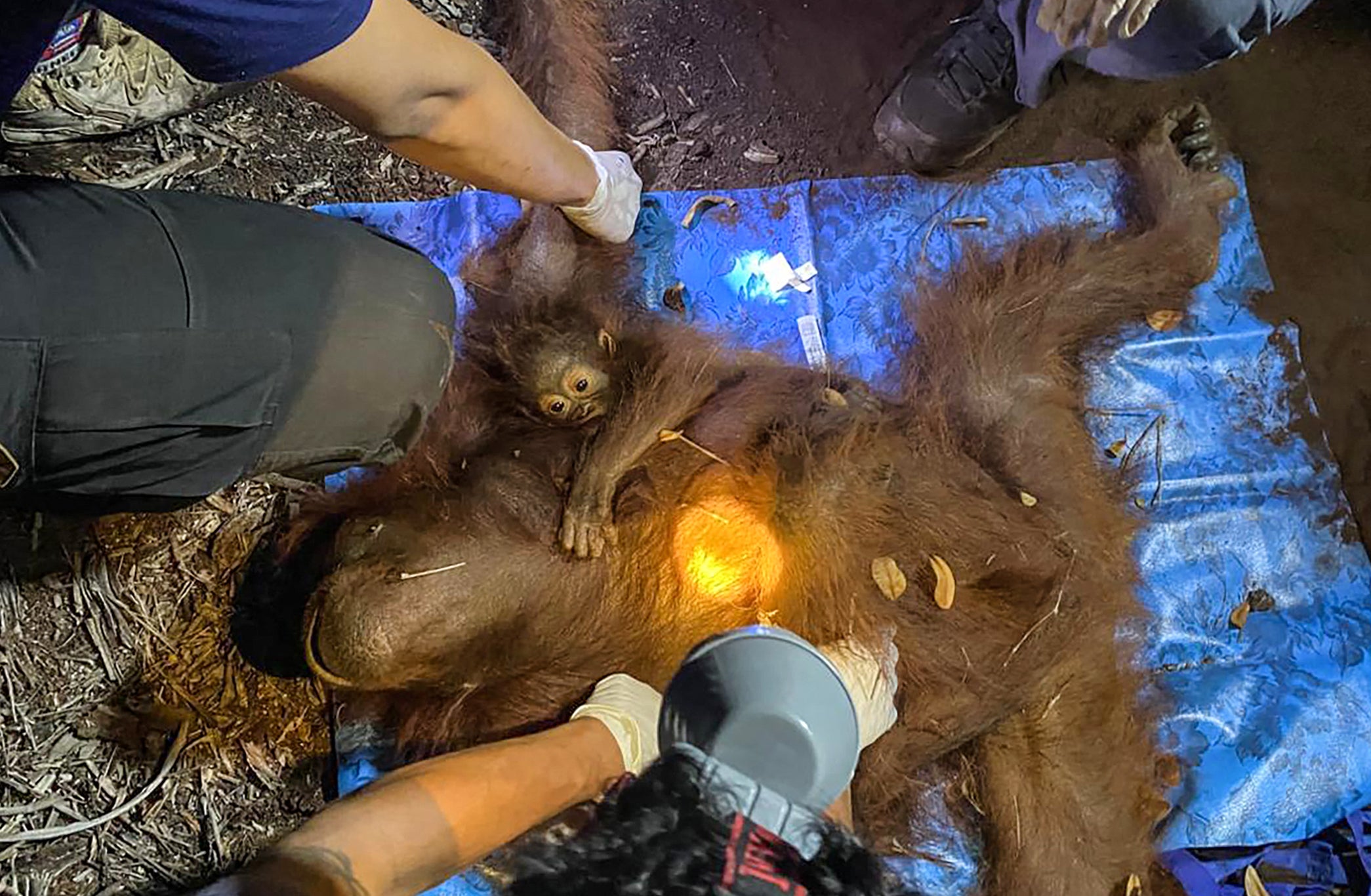 Orangutans Rescued from Indonesian Wildfires