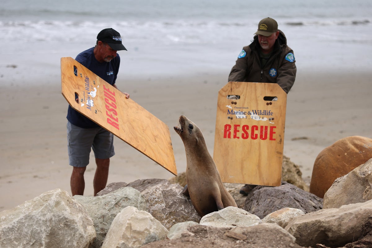Police investigating after decapitated sea lion found at popular California beach