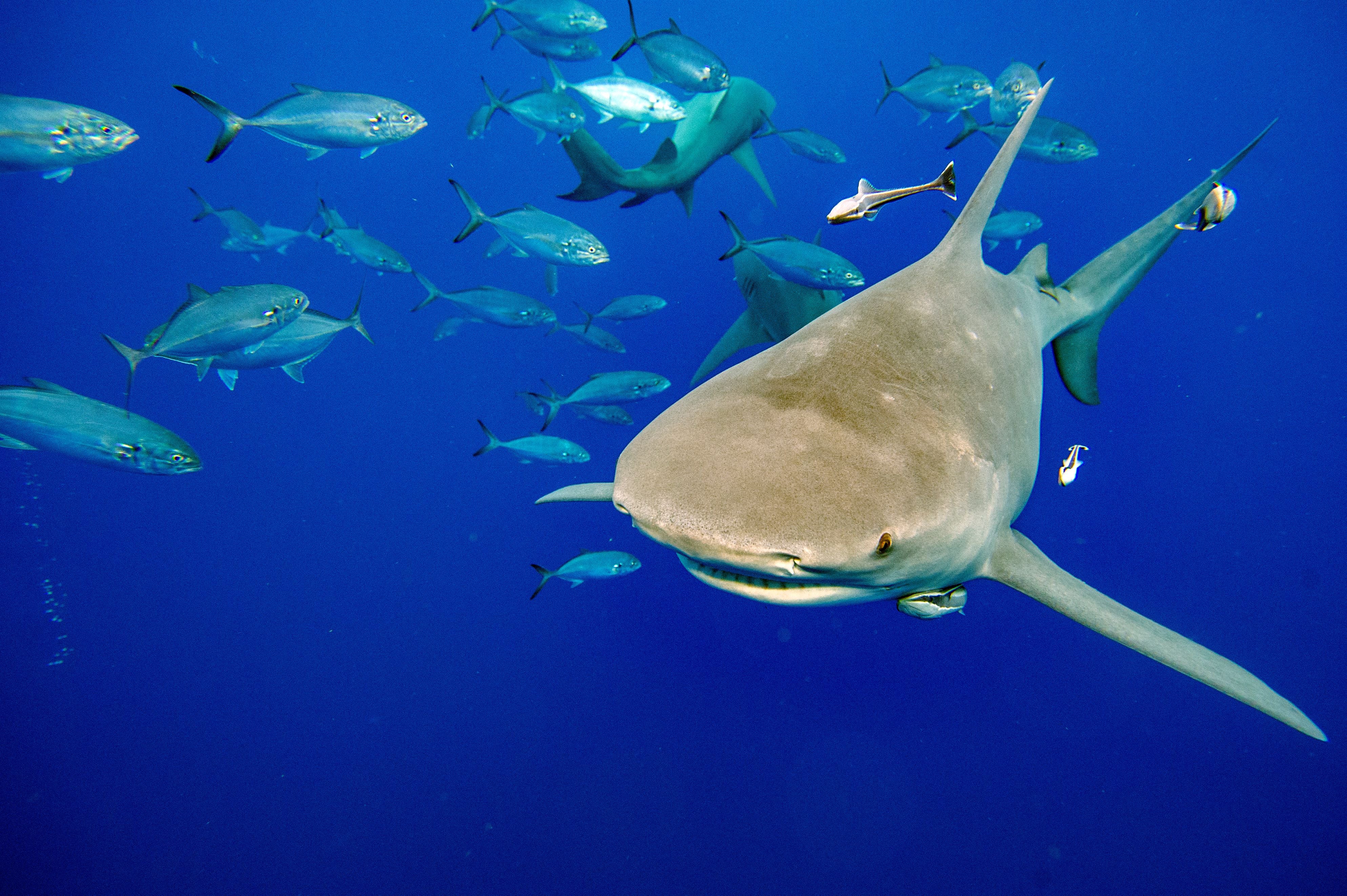 Shark attacks in the Turks and Caicos archipelago are rare, but they do happen. Club Med guest Yvonne Martin is suing the resort chain over a shark bite she says she got during an October 2024 stay