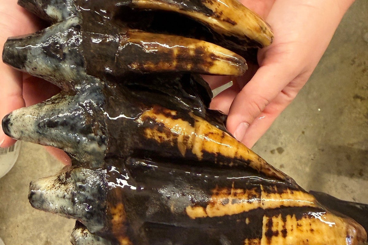 Well-preserved Mastodon tooth discovered in San Francisco Bay Area creek
