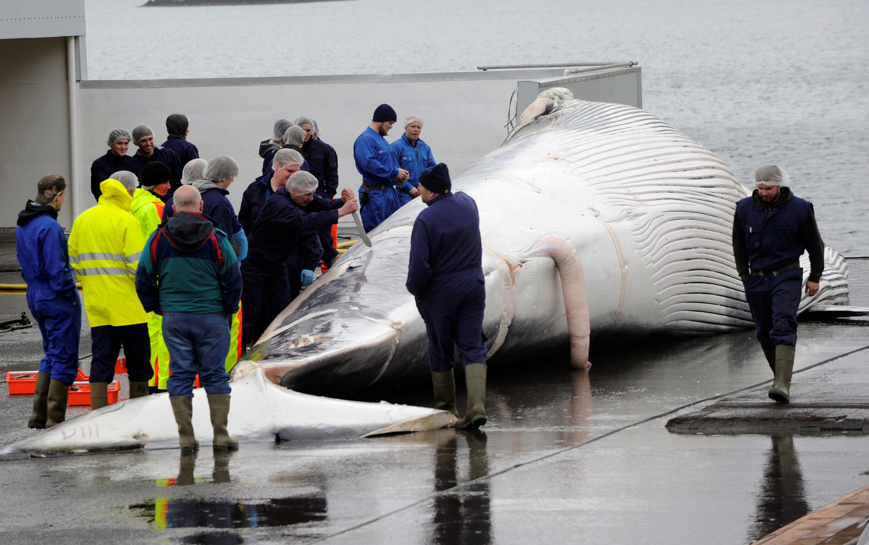Workers cut up a finwhale at a port in Reykjavik June 18, 2013