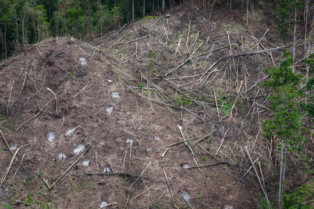 Japan-linked wood pellet expansion in Indonesia threatens more deforestation, satellite analysis finds
