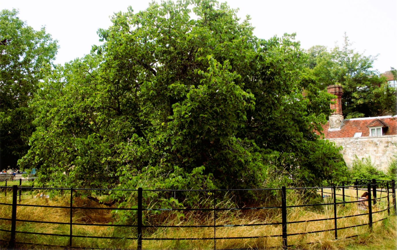 Lewes' much-loved Black Mulberry tree