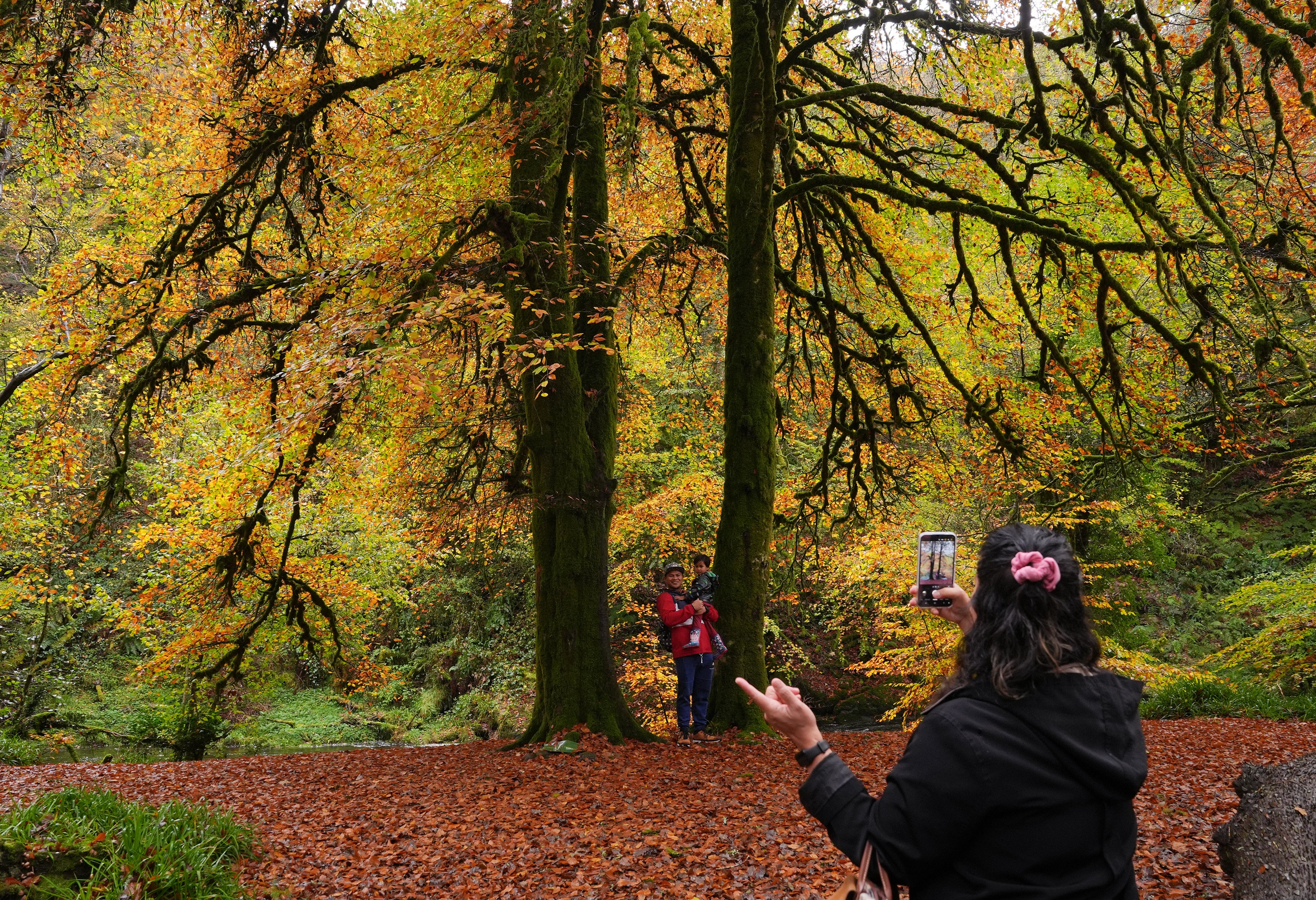 Lewes gives trees a legal right to flourish in landmark UK-first motion