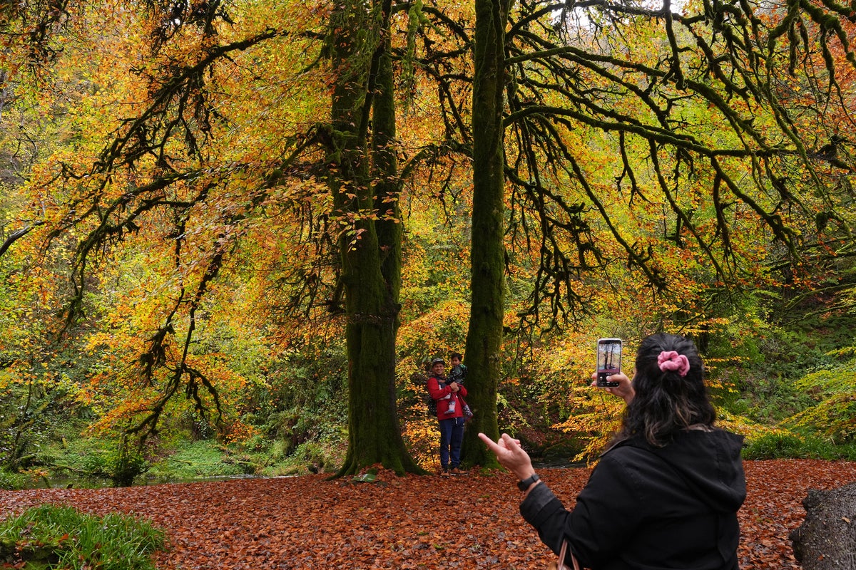 The English town that has given trees the same rights as humans The English town that has given trees the same rights as humans