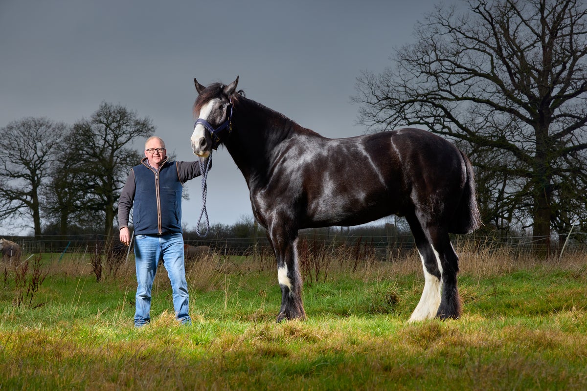 Hugo Crowned World's Tallest Living Horse at 6 Feet 6 Inches