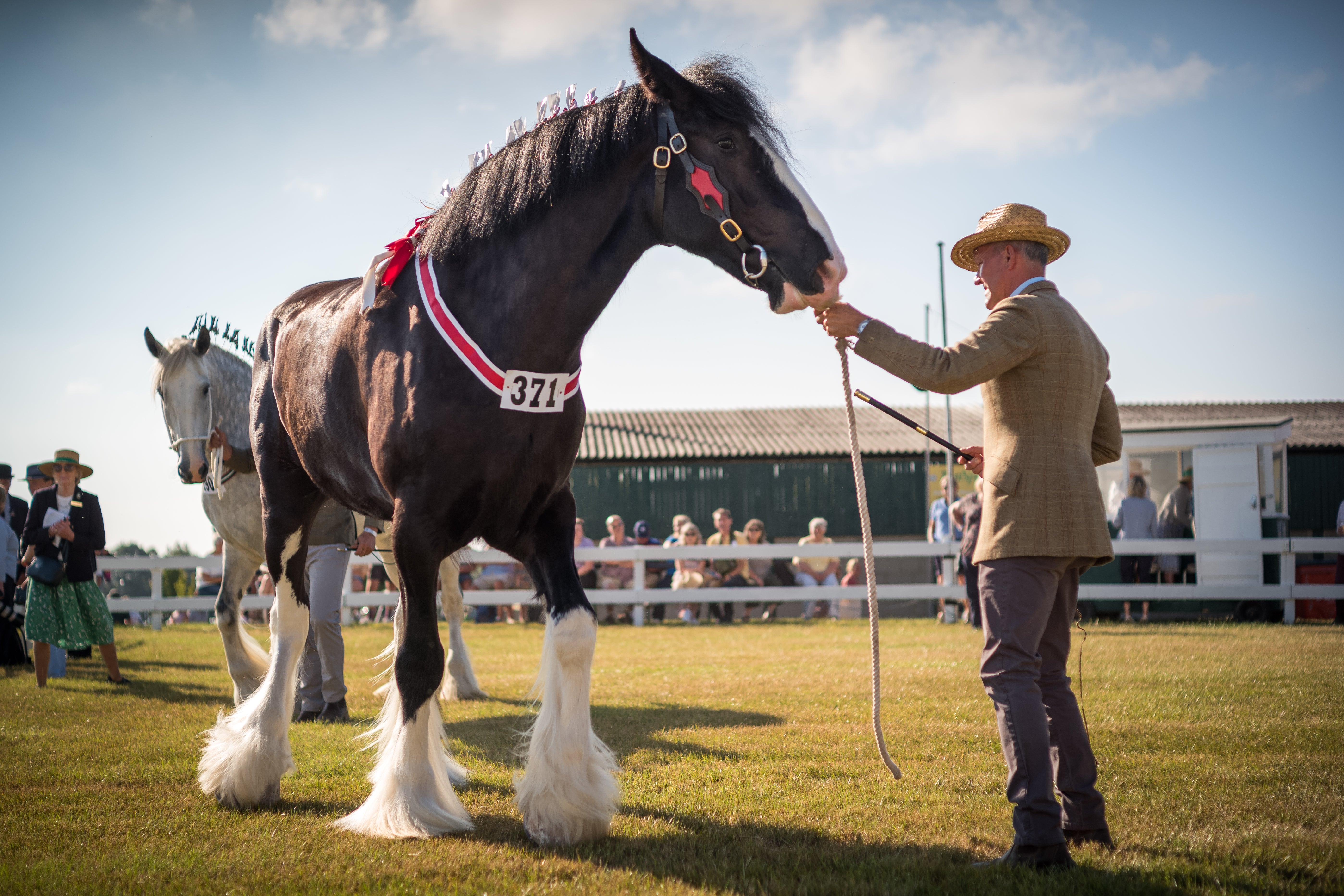 Shire horses are judged at the Great Yorkshire Show in July