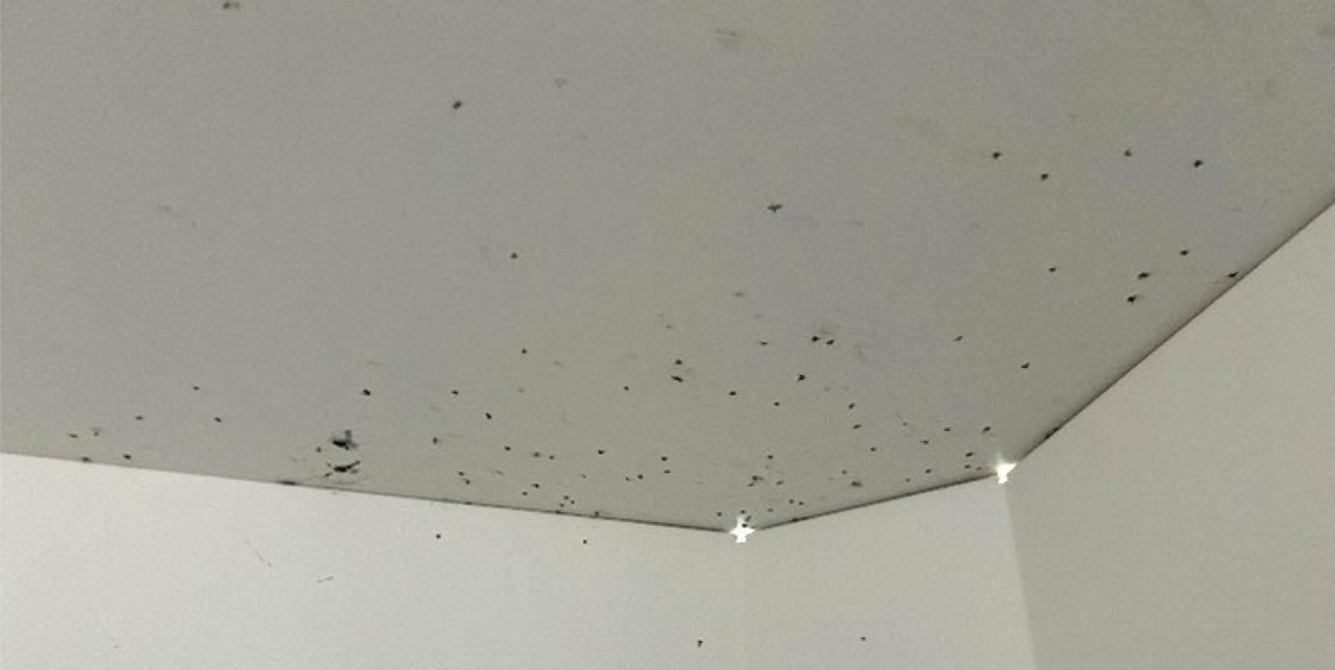 Federal inspectors photographed insects infesting showers at a facility where detainees were only able to bathe three days a week