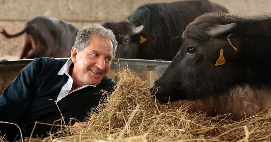 Jody Sheckter with one of his buffalo
