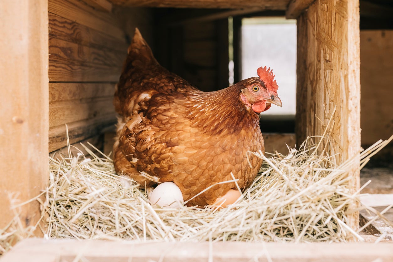 Heat-stressed hens can lay smaller eggs with weaker shells