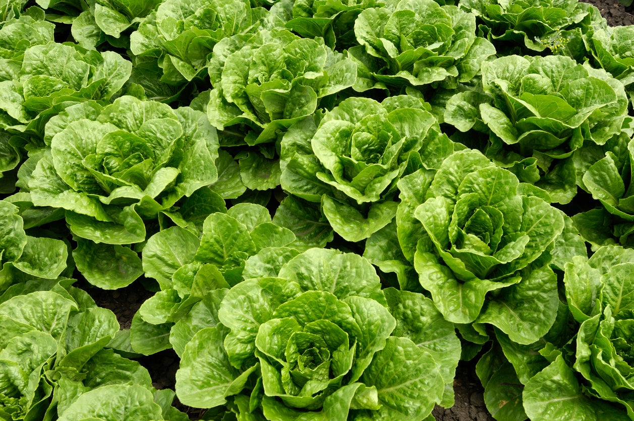 Heat can make lettuce bolt, leaving the leaves tougher and more bitter