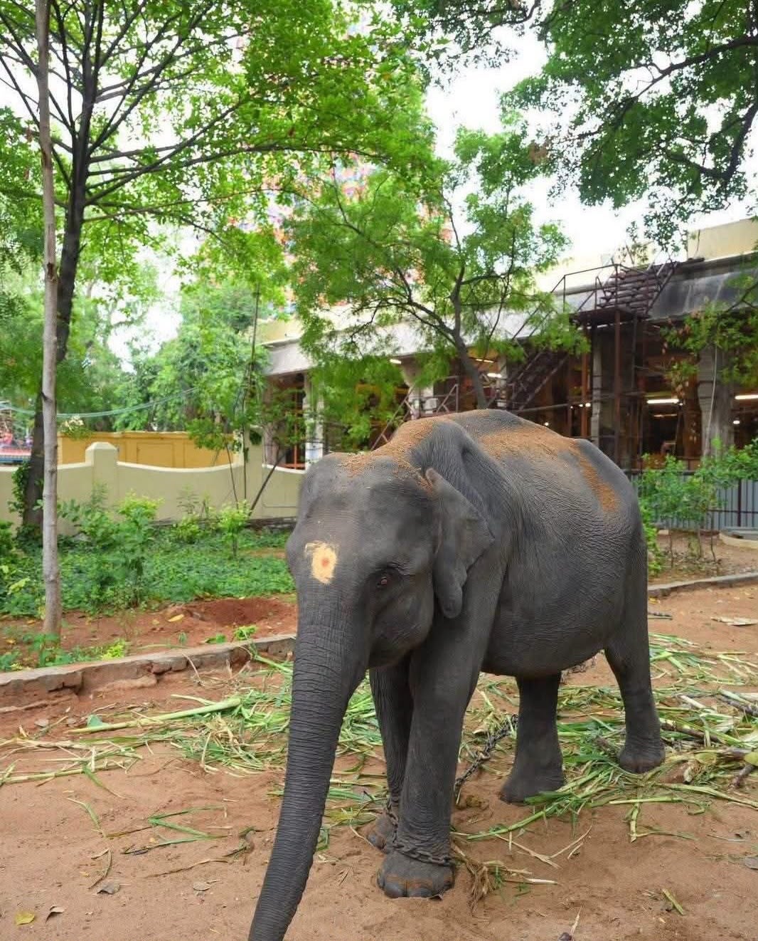 Durga was left Assam on the night of 7 September and reached Madurai on the night of 13 September, covering approximately 3,000 km in around six days (Supplied)