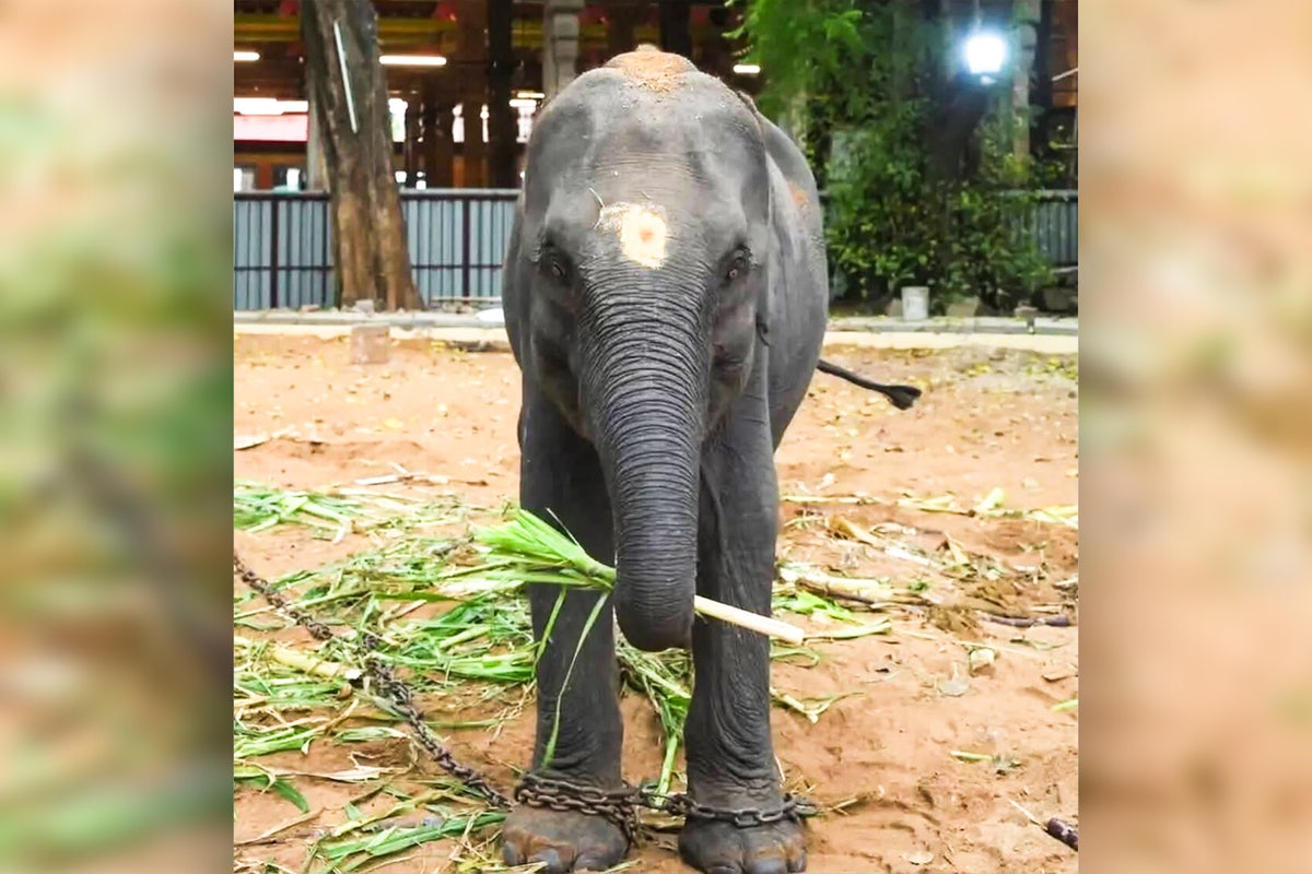News 20 Protesters fight to save elephants from becoming ‘gifts’ for temples