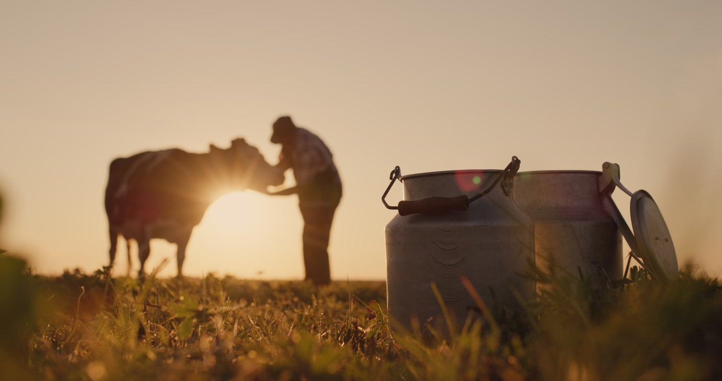 Hot weather can affect both how much milk cows produce and what that milk tastes like