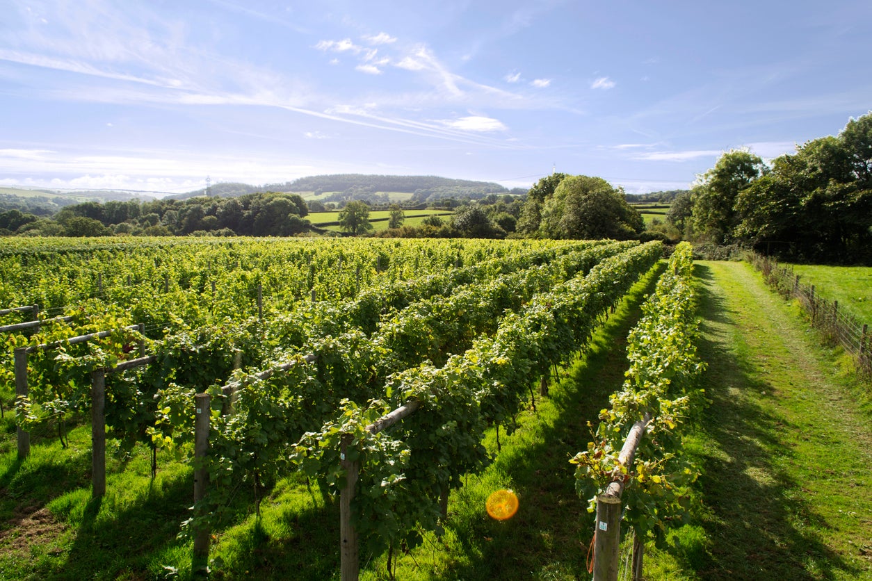 Warmer growing seasons have helped turn English and Welsh wine into a serious industry
