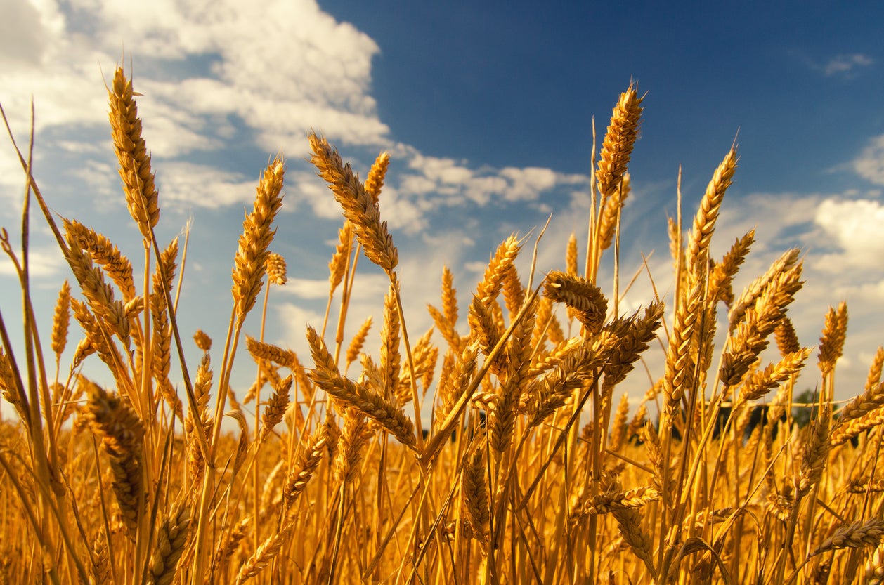 Heat stress can leave wheat grains smaller while changing the balance of starch and protein